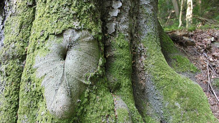 Imposanter Wurzelbereich eines Baumriesen im Banzer Wald