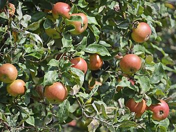 Die vollreifen Äpfel leuchten in der Septembersonne und laden zum Reinbeißen ein.  Foto: Karin Bulheller