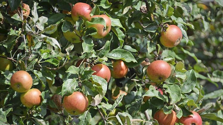 Die vollreifen Äpfel leuchten in der Septembersonne und laden zum Reinbeißen ein.  Foto: Karin Bulheller