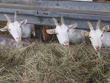 Im Winter werden die Ziegen mit getrocknetem Heu und Getreideschrot gefüttert. Foto: Vera Schiller