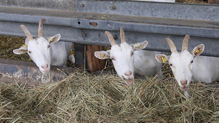 Im Winter werden die Ziegen mit getrocknetem Heu und Getreideschrot gefüttert. Foto: Vera Schiller