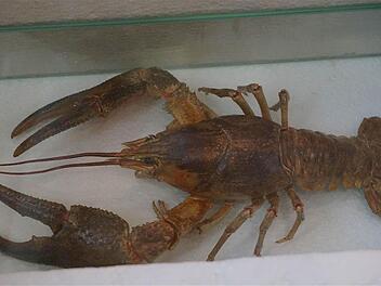 Der heimische Edelkrebs erreicht nahezu die Größe eines Schuhkartons.   Foto: Gerd Schaar