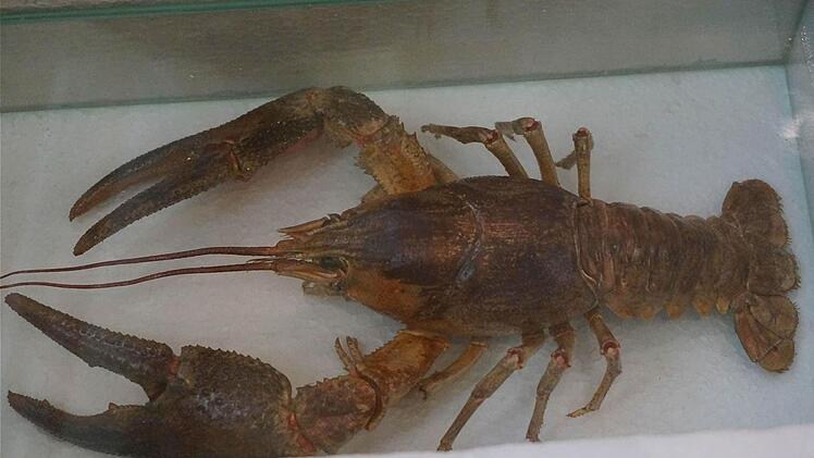 Der heimische Edelkrebs erreicht nahezu die Größe eines Schuhkartons.   Foto: Gerd Schaar