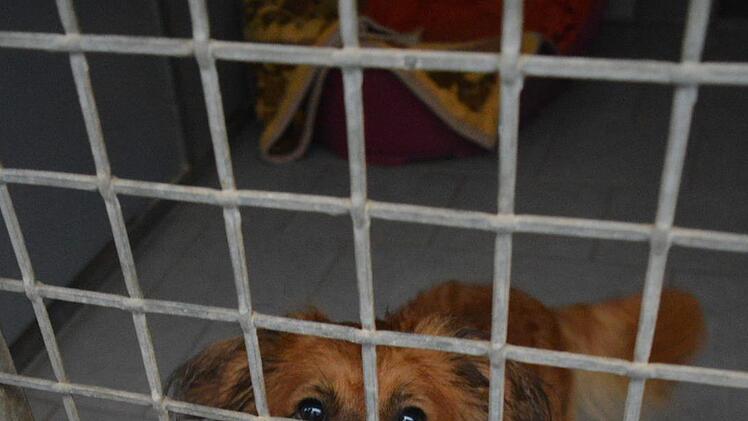 Mischlingshund Rudy (geboren am 05.11.2014) Foto: Ronald Heck