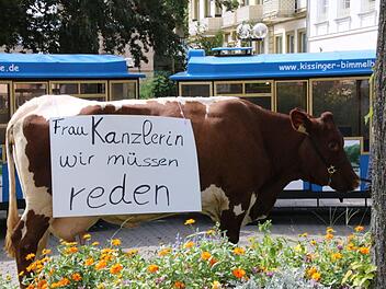 Mit Kuh Cilly wollen die Landwirte heute die Kanzlerin treffen. Am Nachmittag soll es einen Schlepperkorso in Richtung Innenstadt geben. Am Kreisel beim ehemaligen Kurhaushotel findet die Kundgebung direkt neben der Wahlveranstaltung der CSU statt. Foto: Archiv/Ralf Ruppert