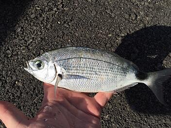 Bandbrassen gelten als bissige Fische und sind unter anderem im Mittelmeer bei Mallorca heimisch