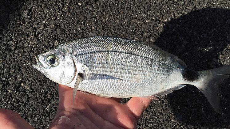 Bandbrassen gelten als bissige Fische und sind unter anderem im Mittelmeer bei Mallorca heimisch