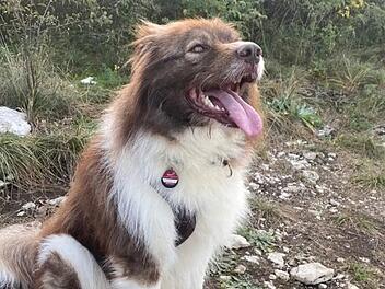 Tierheim Bamberg: Was wurde aus "originell aussehendem Rudi"?