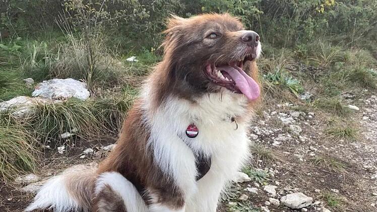 Tierheim Bamberg: Was wurde aus "originell aussehendem Rudi"?