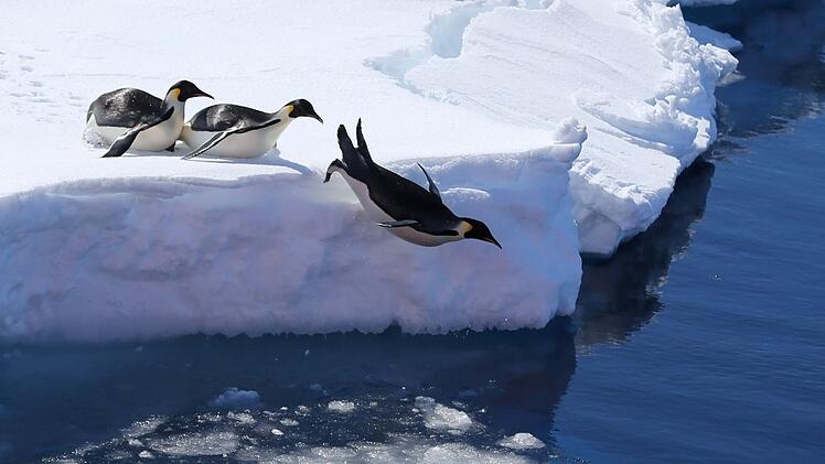 Kaiserpinguine in der Antarktis