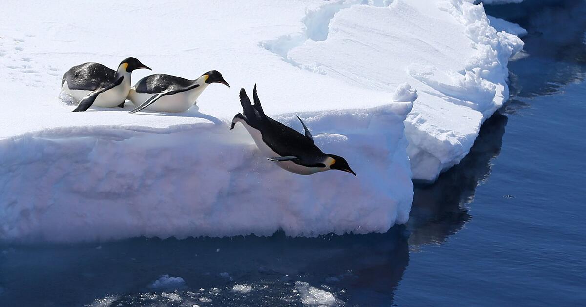Forscher-Vogelgrippe-breitet-sich-wohl-in-der-Antarktis-aus