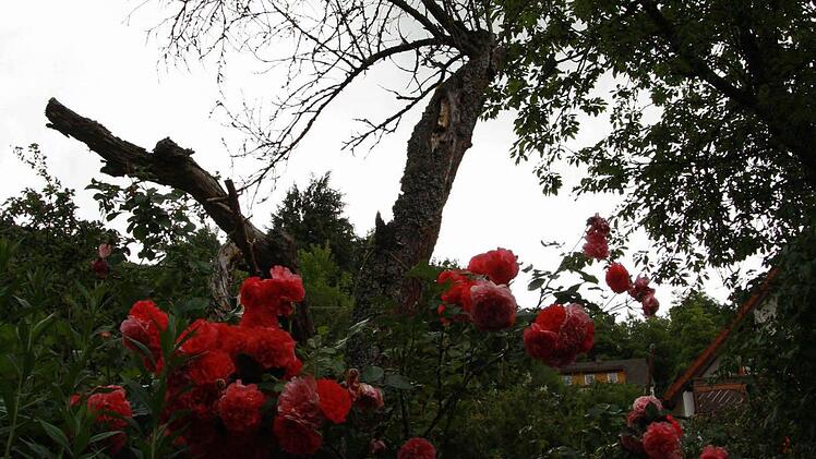 Der tote Obstbaum dient nun dem Rosenstrauch als Kletterhilfe.