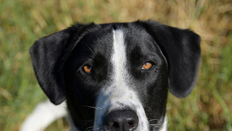 Tierheim Bamberg: Mischlingshund Leon sucht nach Sicherheit