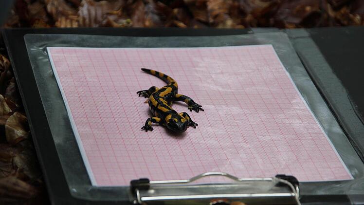 Der Lurch hält still.