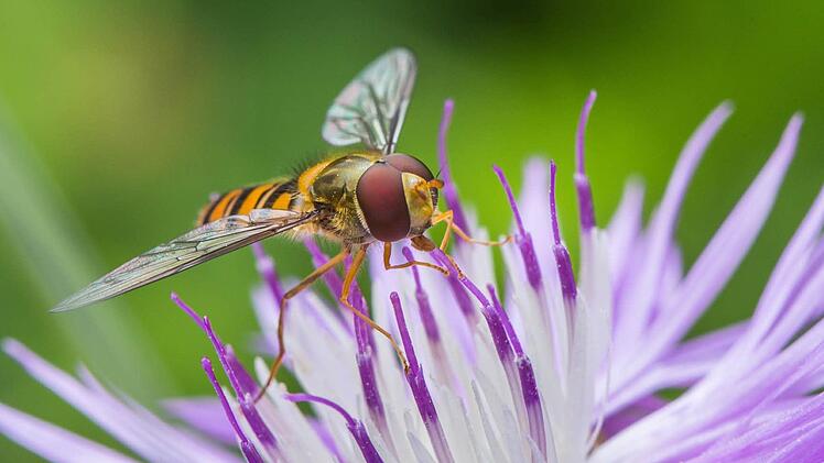 Eine gelungene Makroaufnahme eines Nektar saugenden Insekts
