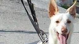 Marshall sucht ein Zuhause im Frankenwald. Foto: Tierheim