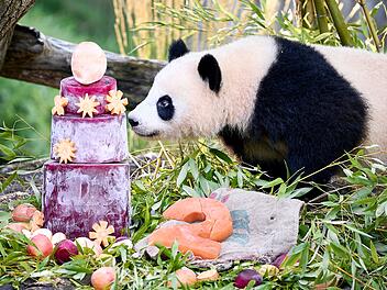 Panda-Zwillinge Leni und Lotti feiern zweiten Geburtstag