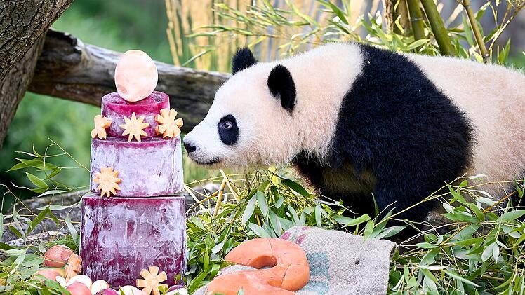 Panda-Zwillinge Leni und Lotti feiern zweiten Geburtstag
