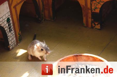 Das Mittelalterfest 2016 in Herzogenaurach in Bildern