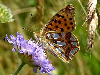 Bamberg: Besondere Schmetterlingsarten gefunden - Altenburgh&auml;nge gelten als Hotspot