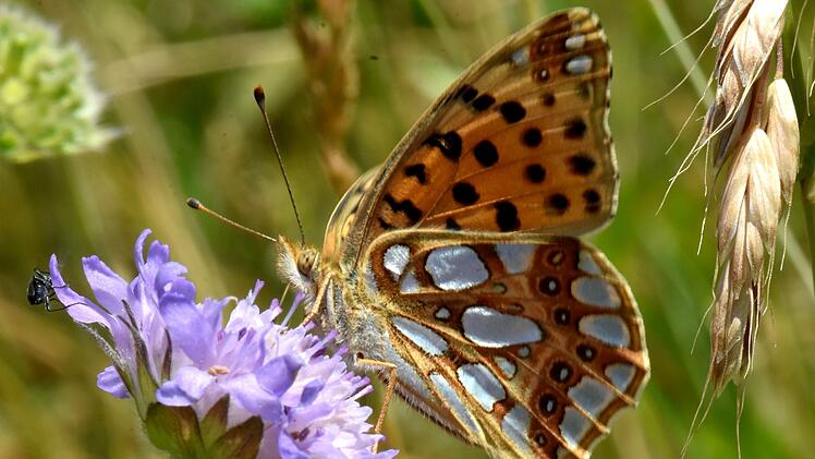 Bamberg: Besondere Schmetterlingsarten gefunden - Altenburgh&auml;nge gelten als Hotspot