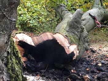 Ausgebrannt liegt ein Ast des  uralten Baumes am Boden. Foto: Jochen Vogel