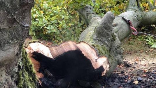 Ausgebrannt liegt ein Ast des  uralten Baumes am Boden. Foto: Jochen Vogel