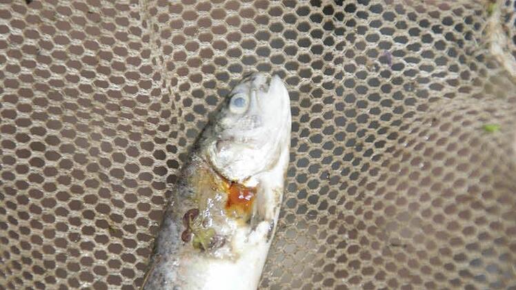 Jungforelle, deren Kiemen bluten