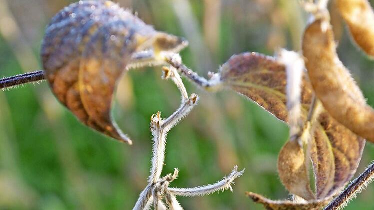 Reife Pflanzen tragen Schoten.