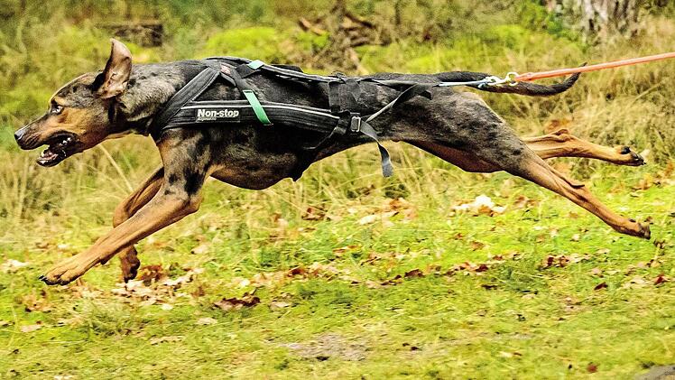 Da steckt Kraft drin: der Catahoula "Matoskah" in Aktion Foto: Anke Stern