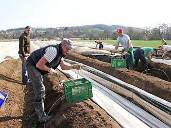 Dank des warmen Märzwetters und einer ausgeklügelten Folientechnik hat auch in Oberfranken die Spargelsaison bereits begonnen: Der Hofladen in Rothwind ist täglich von 8 bis 19 Uhr geöffnet. Auch samstags und sonntags. Geerntet wird der Spargel bis Mitte Juni. Fotos: Sonny Adam