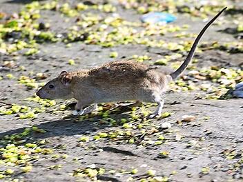 In der Forchheimer Fu&szlig;g&auml;ngerzone sollen die kleinen Nager vermehrt unterwegs sein.  Foto: Bernd von Jutrczenka/dpa