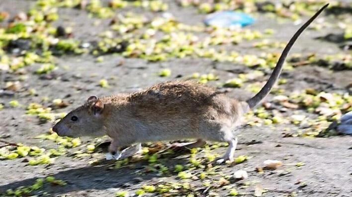 In der Forchheimer Fu&szlig;g&auml;ngerzone sollen die kleinen Nager vermehrt unterwegs sein.  Foto: Bernd von Jutrczenka/dpa