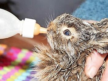 Das Aufpäppeln von Hasenbabys, die in der Natur gefunden werden, sollte man Experten überlassen.  Foto: Wolfgang Runge/dpa