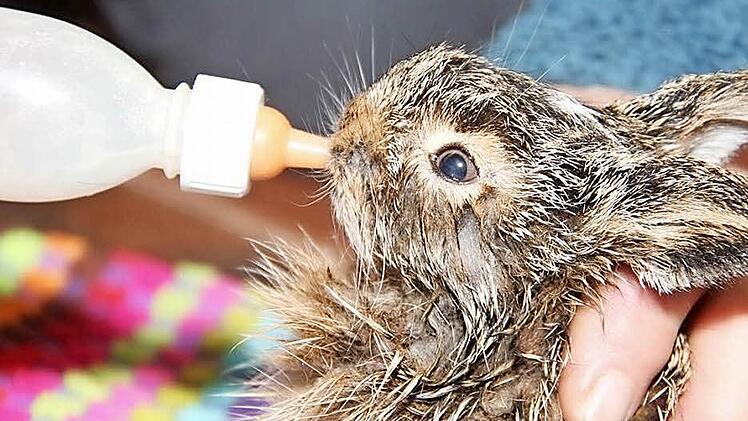 Das Aufpäppeln von Hasenbabys, die in der Natur gefunden werden, sollte man Experten überlassen.  Foto: Wolfgang Runge/dpa