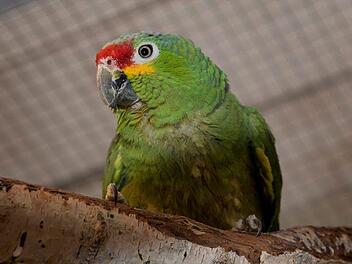 Tierheim Bamberg: Gelbwangenamazone "Gonzoline" sucht ein neues Zuhause