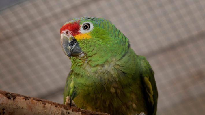 Tierheim Bamberg: Gelbwangenamazone "Gonzoline" sucht ein neues Zuhause