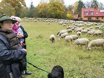 Jutta Eiba ist mit ihrer Schafherde bis an die Wohnbebauung im Maital herangezogen. Die Nachbarn haben nichts dagegen. Für sie ist die Schafherde eine Sehenswürdigkeit.  Foto: Heike Beudert