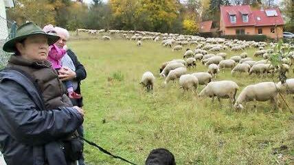 Jutta Eiba ist mit ihrer Schafherde bis an die Wohnbebauung im Maital herangezogen. Die Nachbarn haben nichts dagegen. Für sie ist die Schafherde eine Sehenswürdigkeit.  Foto: Heike Beudert