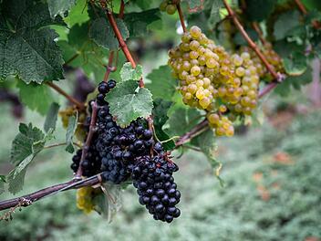 Eröffnung fränkischer Weinlese Eröffnung fränkischer Weinlese
