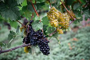 Er&ouml;ffnung fr&auml;nkischer Weinlese