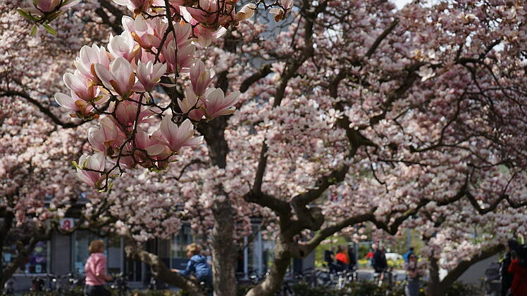 Bl&uuml;hendes W&uuml;rzburg