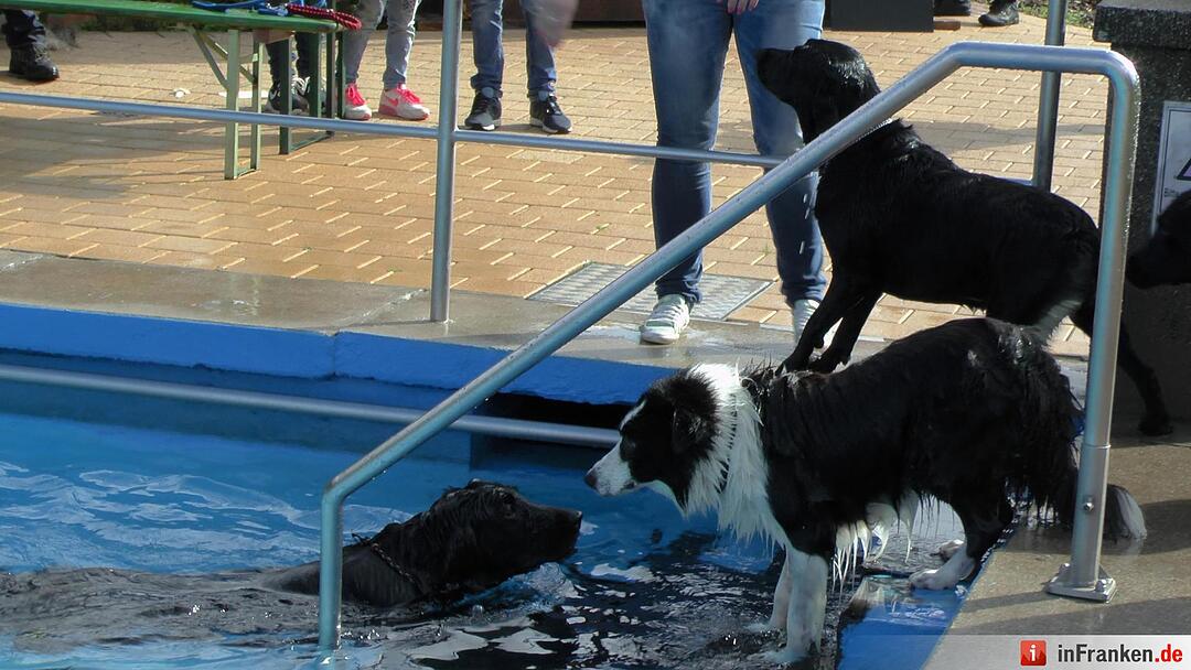 Hundebadetag im Freibad Eltmann