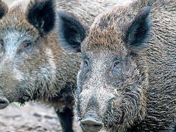 Wildschweine sind nicht nur gefräßig, sonder auch ziemlich clever.  Foto: Jens Büttner/dpa