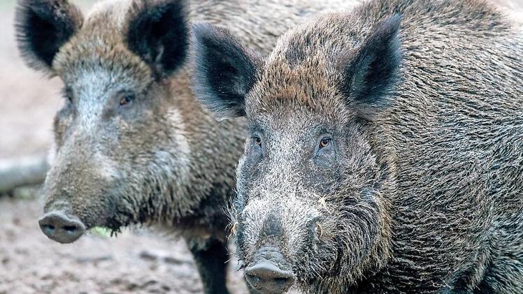 Wildschweine sind nicht nur gefräßig, sonder auch ziemlich clever.  Foto: Jens Büttner/dpa