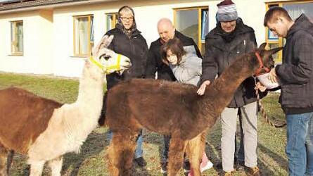 Unter Anleitung des Tierbesitzers (links) und des Fördergruppenleiters Tilo Stadelmann (Zweiter von link) durften einige Klienten der Fördergruppe ein Lama und ein Alpaka streicheln und füttern.  Foto: Alfred Thieret