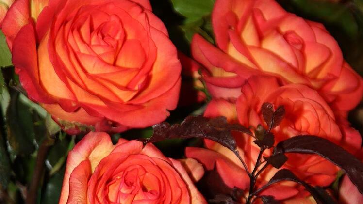 Farbenpracht. Foto: Dieter Britz