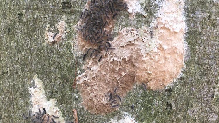 Hunderte Schwammspinner-Raupen schlüpfen aus einem Gelege. Foto: Ralf Ruppert