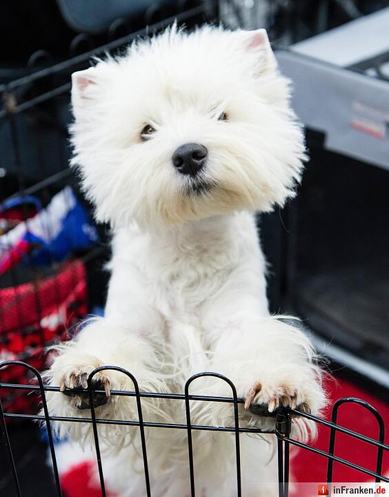 Internationale Rassehunde-Ausstellung «Cacib» in Nürnberg