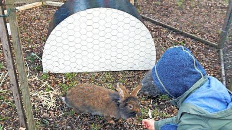 Die Bartkaninchen des Bio-Archehofes-Fischer ließen sich füttern.